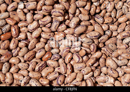 Abbondanza di fagioli bianchi Foto Stock