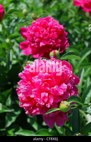 Foto di rosso le peonie in estate in un giardino Foto Stock