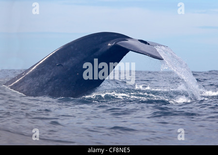 La balenottera azzurra con coda sollevata al di fuori dell'acqua Foto Stock