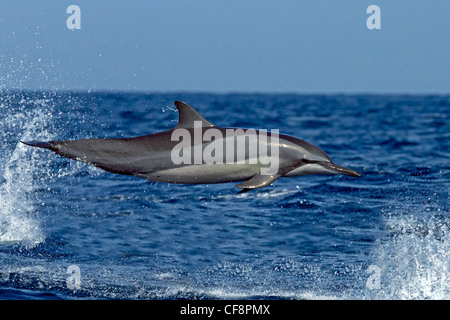 Spinner dolphin saltando fuori di acqua, cavalcando le onde Foto Stock