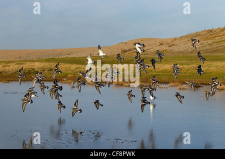 Turnstone Arenaria interpres gregge in inverno Foto Stock