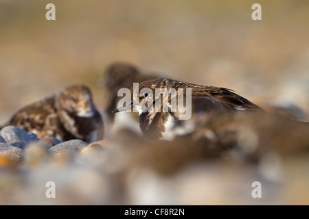 Turnstone Arenaria interpres gregge in inverno riparo dal vento Foto Stock