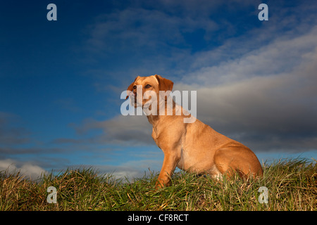 Il Labrador giallo verticale Foto Stock