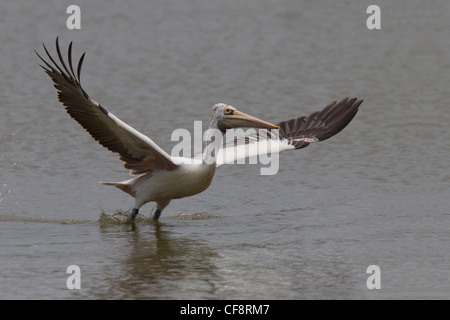 Spot-fatturati pelican tenendo spento Foto Stock