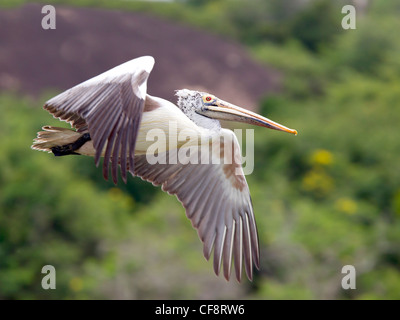 Spot-fatturati pelican in volo Foto Stock