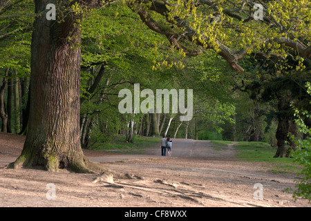 Un bosco a piedi a Virginia Water. Il Borgo prende il nome dal lago nelle vicinanze Windsor Great Park. Foto Stock