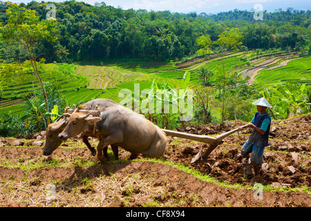 Selogriyo, Indonesia, Asia, Java, campi di riso, riso, coltivazione ...