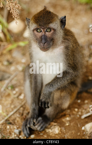 Scimmia macaco seduto a terra al giorno di estate Foto Stock