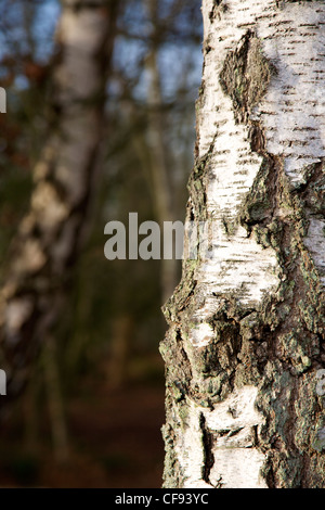 Un argento betulla su Reigate Heath, Surrey Foto Stock