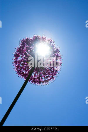 Allium viola sensazione fiore zen contro il sole Foto Stock