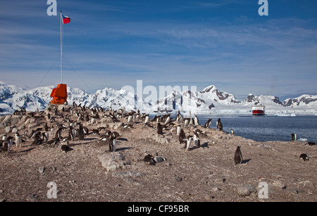 I pinguini di Gentoo (Pygoscelis papua) nesting sotto la bandiera cilena, Gonzalez Videla cileno base antartica, Penisola Antartica Foto Stock