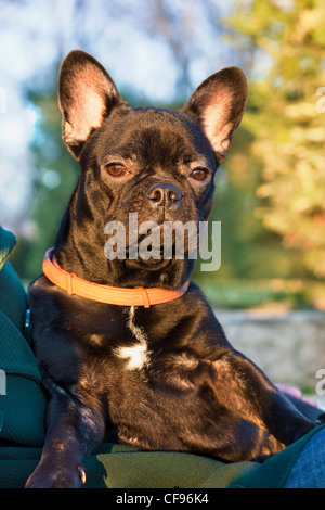 Giovani,black bulldog francese(i sei mesi di età) in piedi nel suo giro del proprietario Foto Stock