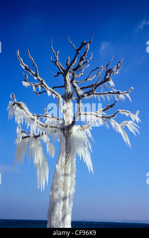 La Svizzera, Europa, Geneve, Ginevra, Versoix, albero, ghiaccio, inverno Foto Stock