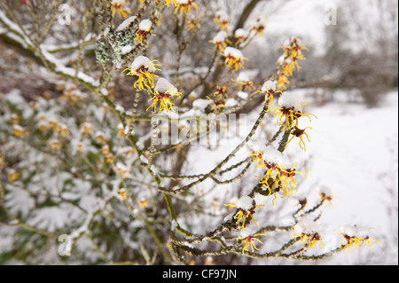 Blooming Amamelide Hamamelis mollis , un deciduo fioritura invernale arbusto in un freddo inverno mattina tappate nella neve Foto Stock