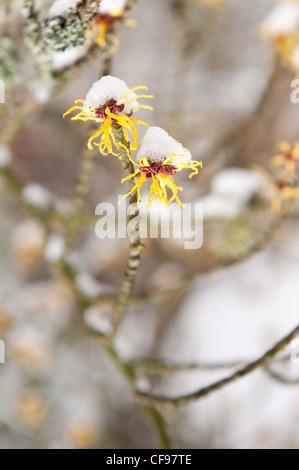 Blooming Amamelide Hamamelis mollis , un deciduo fioritura invernale arbusto in un freddo inverno mattina tappate nella neve Foto Stock