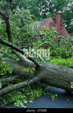 Uragano danni ad albero, uragano Irene 2011, Moorestown NJ, New Jersey Foto Stock