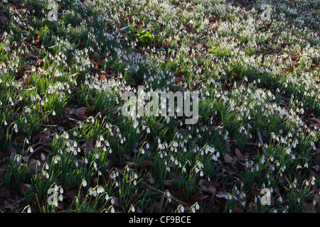 Gocce di neve giardini di nevi nel bosco al Painswick Rococo Garden, Gloucestershire, Inghilterra Regno Unito, febbraio inverno Foto Stock