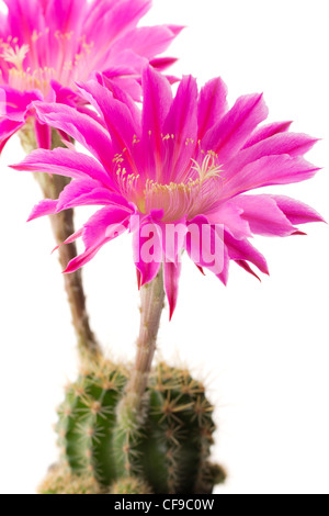 Echinopsis 'Maria Piazza' (ibrido da Schick) Foto Stock
