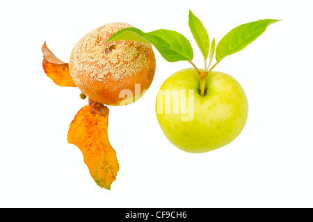Due mele isolato su uno sfondo bianco Foto Stock