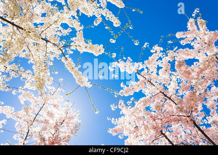 La luce del sole che splende attraverso i rami di alberi di ciliegio in fioritura in piena fioritura di picco overhead. Hanami americano a Washington DC. Foto Stock