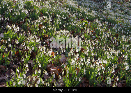 Nevicate, giardini con gocce di neve al Painswick Rococo Garden, Gloucestershire, Inghilterra, Regno Unito Foto Stock