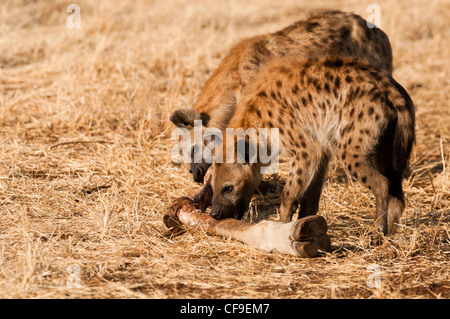 Iene masticare la giraffa è la gamba Foto Stock