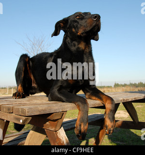 Ritratto di un francese di razza beauceron sheepdog Foto Stock