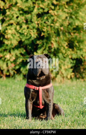 Shar-pei ritratto di cane in giardino Foto Stock