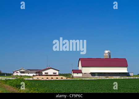 Farm e il raccolto di soia a nord di Eau Claire, Wisconsin, Stati Uniti d'America. Foto Stock