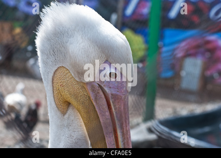 Foto di great white pelican closeup - Pelecanus onocrotalus Foto Stock