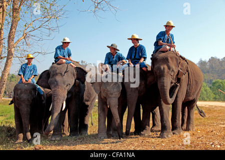 Elefante scuola di formazione a Lampang, Thailandia Foto Stock