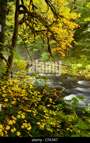 Vecchia Foresta lungo il fiume McKenzie in Oregon cascata della gamma. Foto Stock