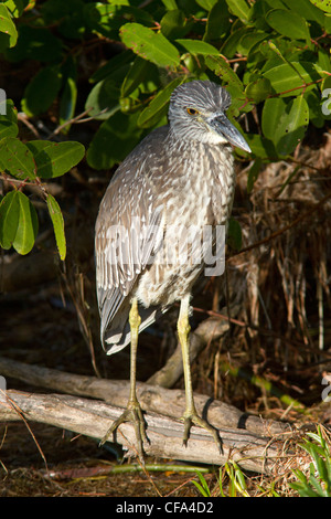 I capretti giallo-incoronato nitticora (Nyctanassa violacea) nella spazzola (Ding Darling National Wildlife Refuge, Sanibel, Florida). Foto Stock