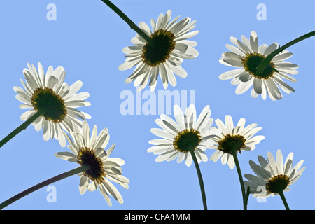 Sette margherite raggiungendo per il sole con molto Blu cielo un una giornata d'estate Foto Stock