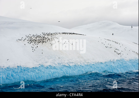 Gruppo di pinguini dal sottogola (Pygoscelis Antartide) concentrate su un iceberg, South Orkney Islands Foto Stock