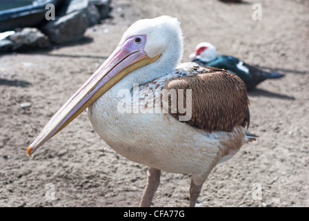 Foto di great white pelican closeup - Pelecanus onocrotalus Foto Stock