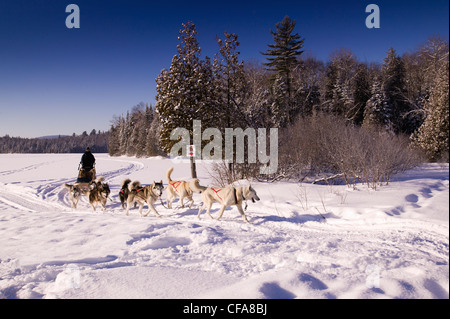 Dog pack della slitta di trazione nel paesaggio innevato Foto Stock