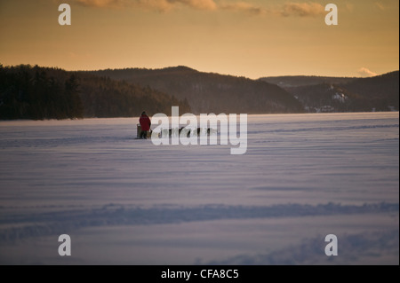 Dog pack della slitta di trazione nel paesaggio innevato Foto Stock