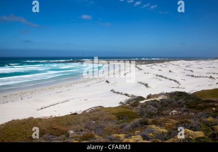 Witsands vicino a Scarborough sulla Penisola del Capo in Sudafrica Foto Stock