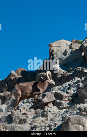 Desert bighorn, ovis canadensis, bighorn, animale, Canada, Foto Stock
