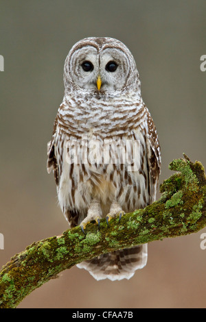 Bloccate Allocco (Strix varia) appollaiato su un ramo. Foto Stock