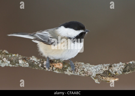 Nero-capped Luisa (Poecile atricapillus) appollaiato su un ramo. Foto Stock