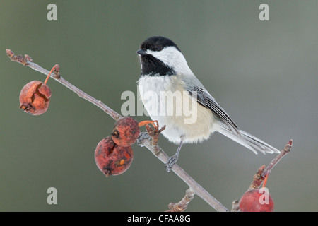 Nero-capped Luisa (Poecile atricapillus) appollaiato su un ramo. Foto Stock