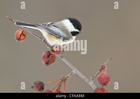 Nero-capped Luisa (Poecile atricapillus) appollaiato su un ramo. Foto Stock