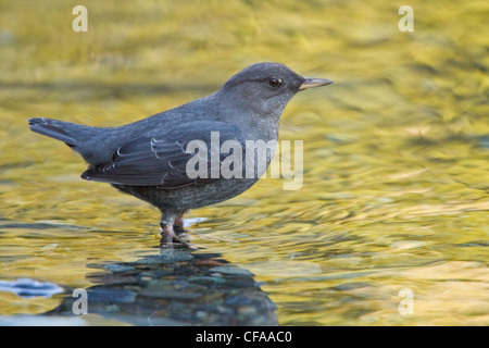 American bilanciere (Cinclus mexicanus) arroccata su una roccia. Foto Stock