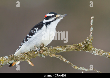 Maschio Picchio Peloso (Picoides villosus) appollaiato su un ramo. Foto Stock