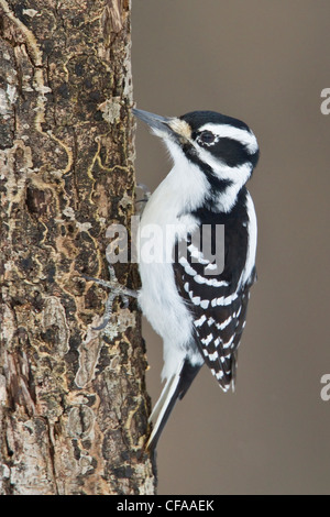 Femmina Picchio Peloso (Picoides villosus) appollaiato su un tronco di albero. Foto Stock