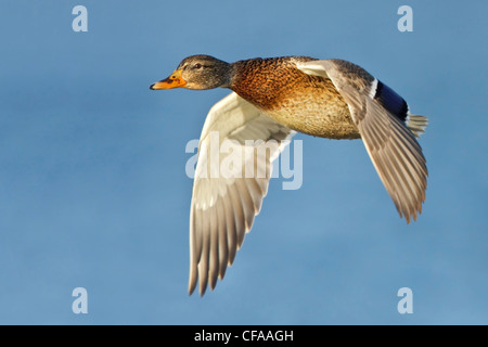 Femmine di anatra germano reale (Anas platyrhynchos) in volo. Foto Stock