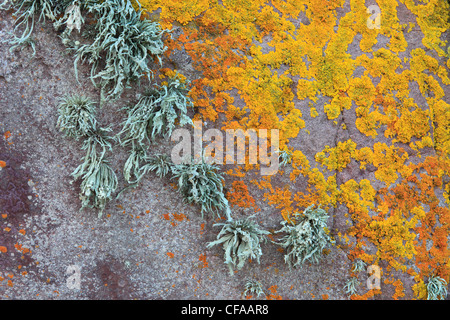 Costa, Scozia, giallo licheni, scozzese, pietra, colorati, colori Foto Stock