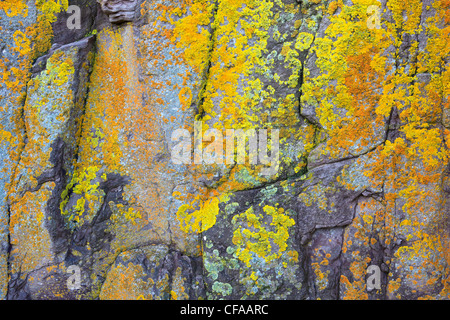 Costa, Scozia, giallo licheni, scozzese, pietra, colorati, colori Foto Stock